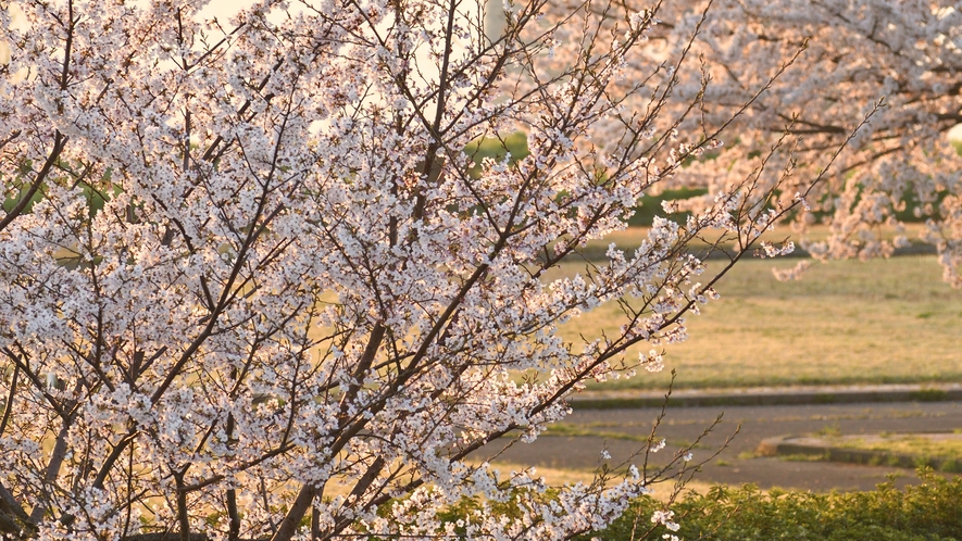 **阿賀野川の桜(イメージ)/春になると桜並木でお花見や散歩をする人でにぎわいます。