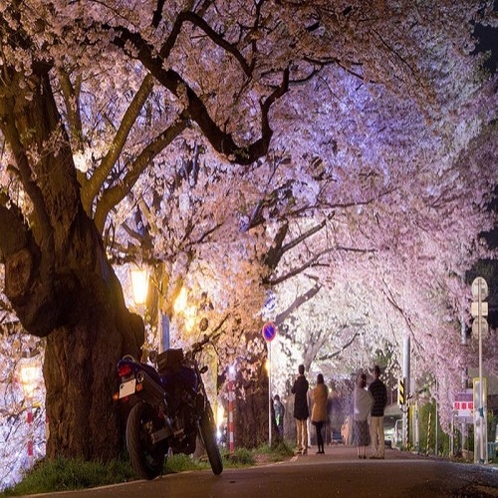 【　周辺情報　】一目千本桜（大河原町）