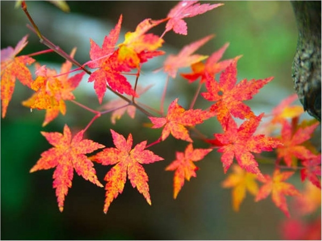 【　周辺景観　】　浴室やお部屋から紅葉をご覧頂けます。