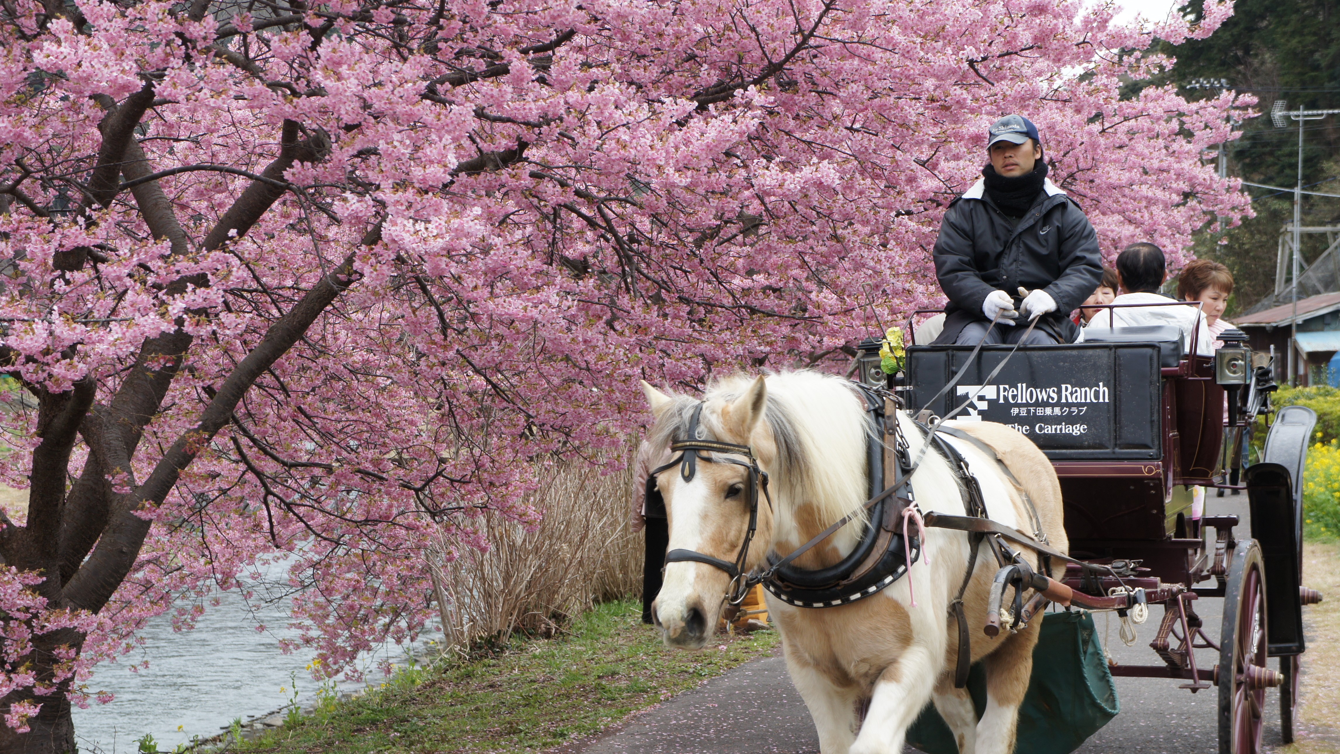 みなみの桜と菜の花祭り風景