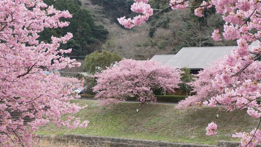 河津桜2