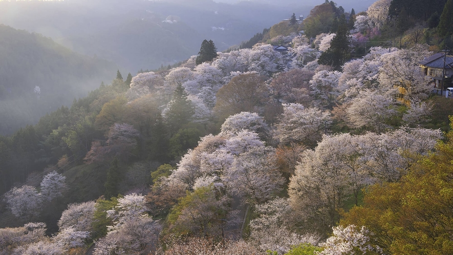 吉野山（当館よりお車で約60分）