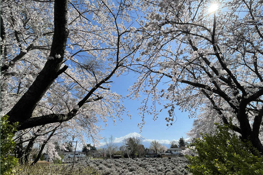 八木崎公園のさくら