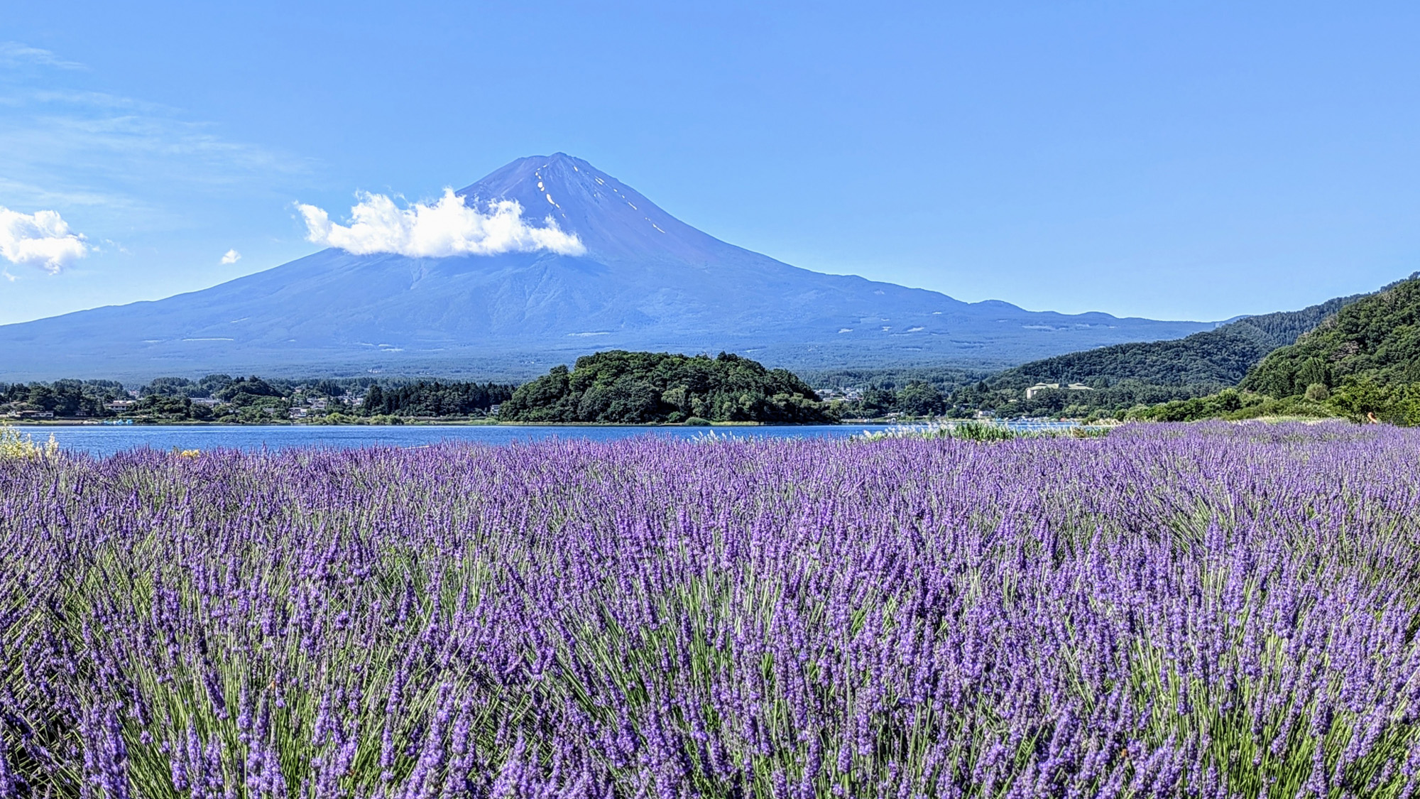 富士山とラベンダー*