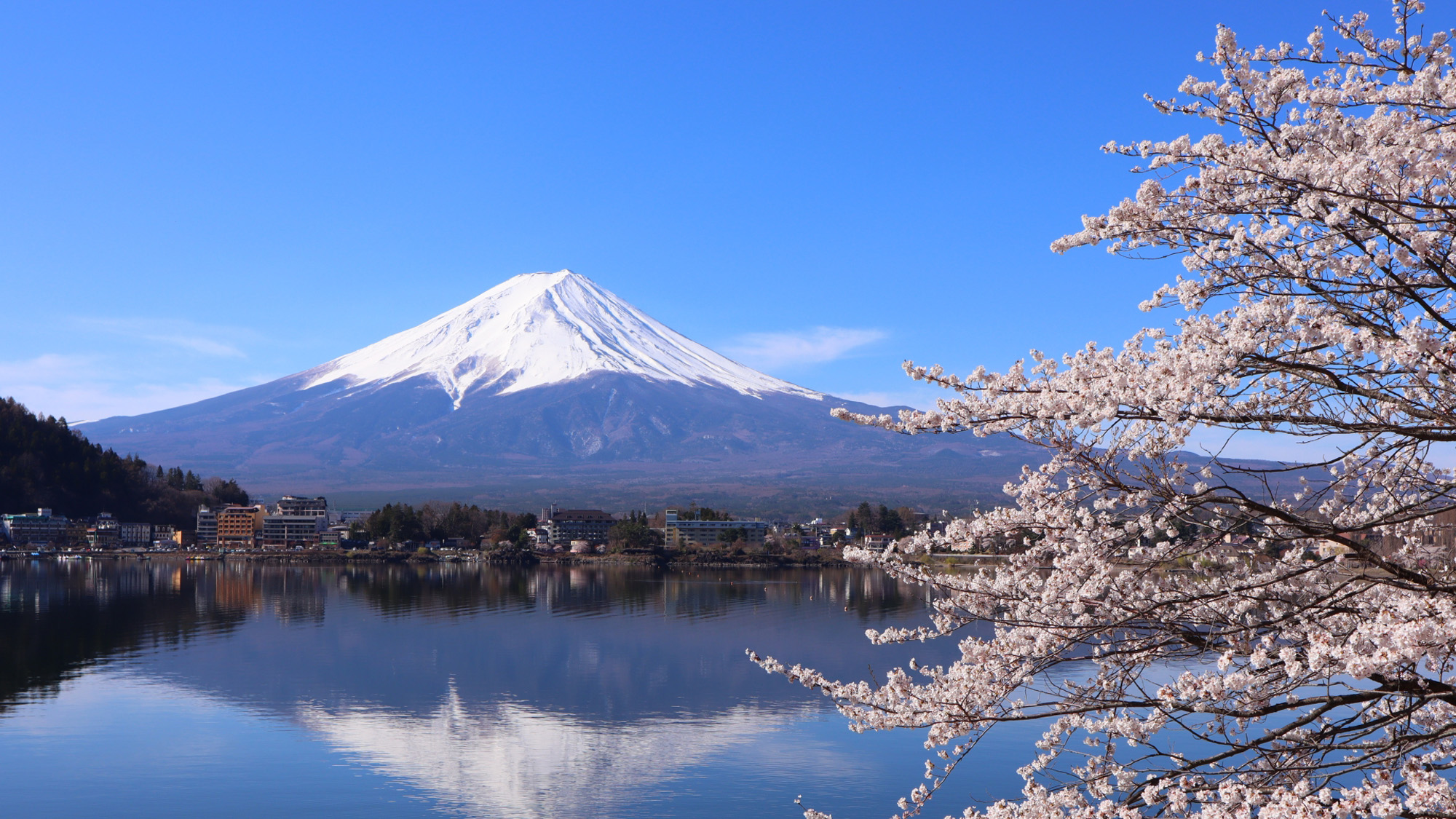 河口湖富士山と桜*