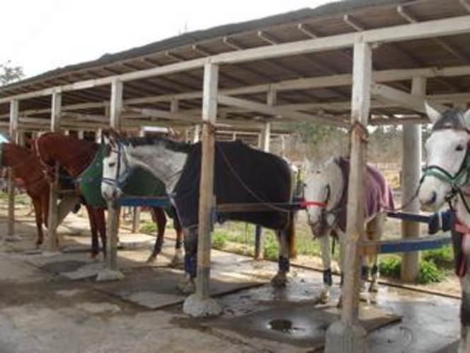 一宮町乗馬クラブ