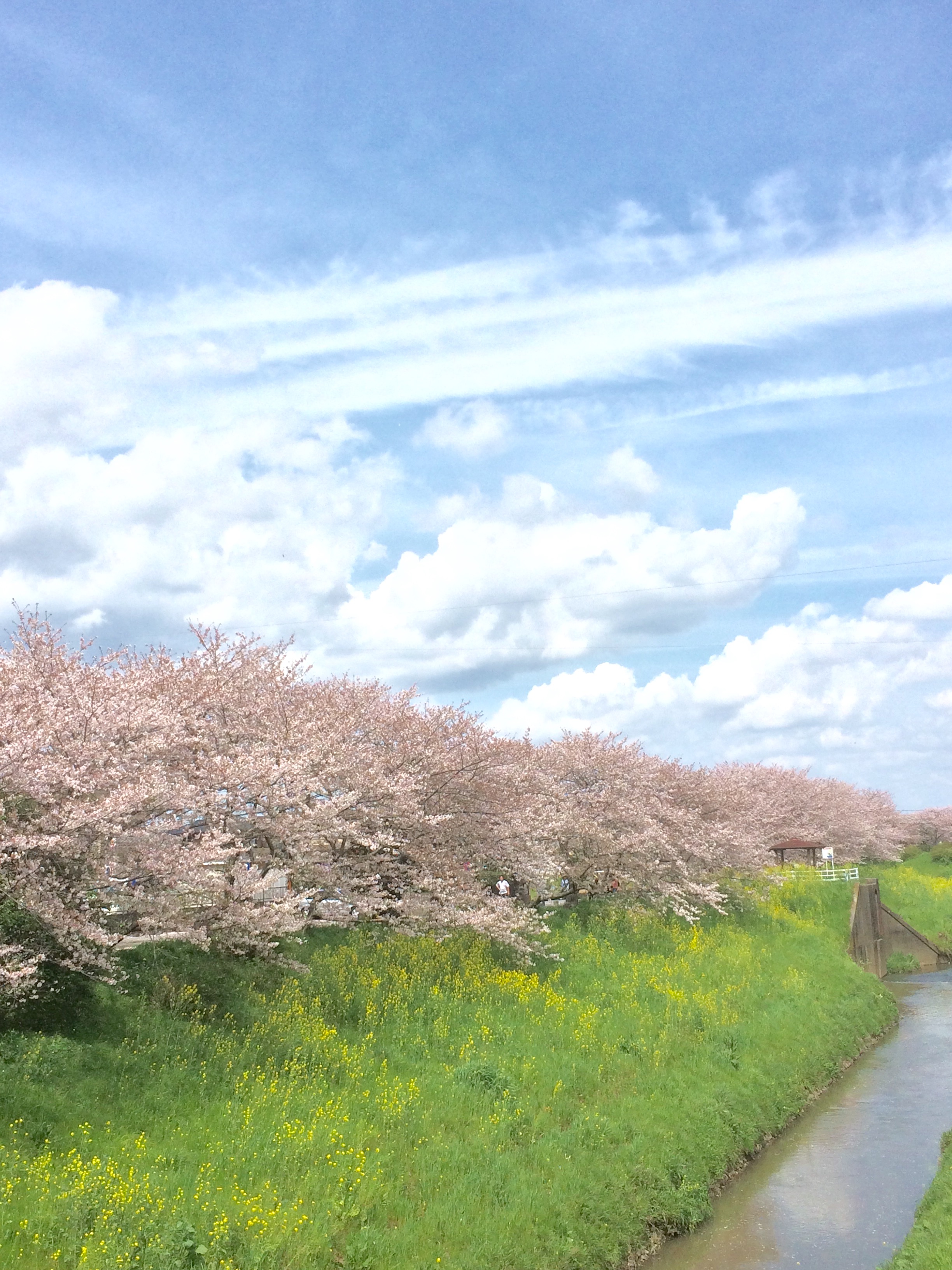 当施設から車で20分、茂原市役所の通りです。青空と、緑と、桜でとても綺麗です(＾＾)