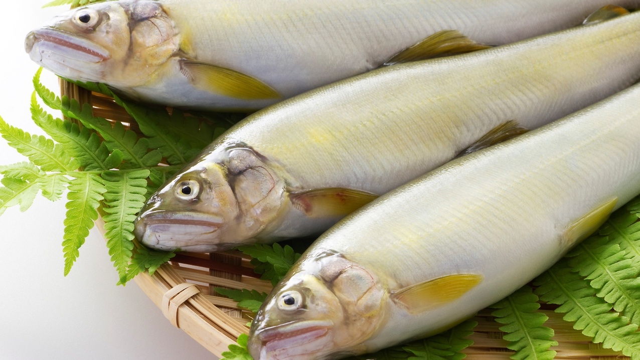【期間限定】今が旬真っ盛りの「鮎」料理！旨みと香りで夏を感じる地鮎の会席料理