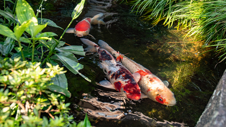 【竹】奥越前の老舗料亭で会席料理を味わう。伝統と今を感じる口福のひととき