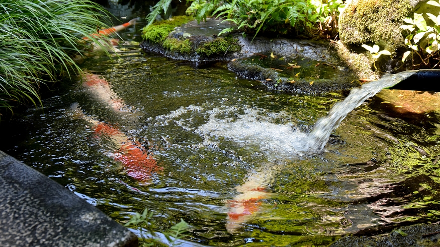 *【中庭】悠々と泳ぐ大きな白色の鯉