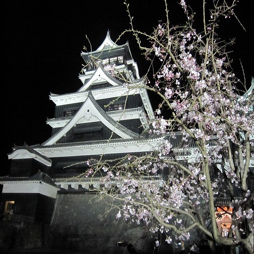 Kumamoto Castle Night Cherry Blossoms