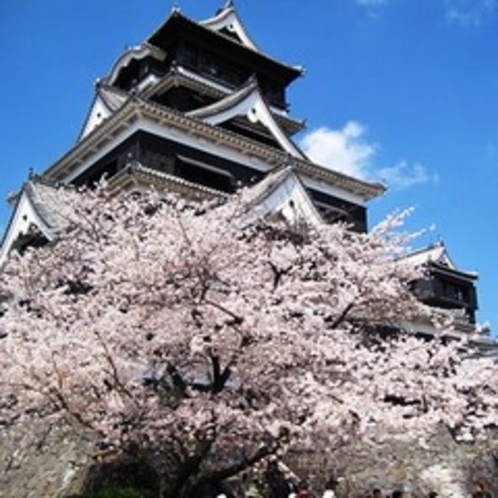 熊本城　桜