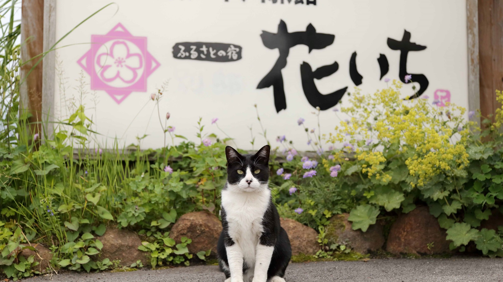 看板猫はっちゃん