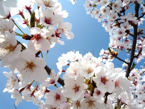 2号館≪南館≫シングル★桜満開★お花見♪【朝食付】近隣に三井アウトレット☆琵琶湖迄約２０分！！　