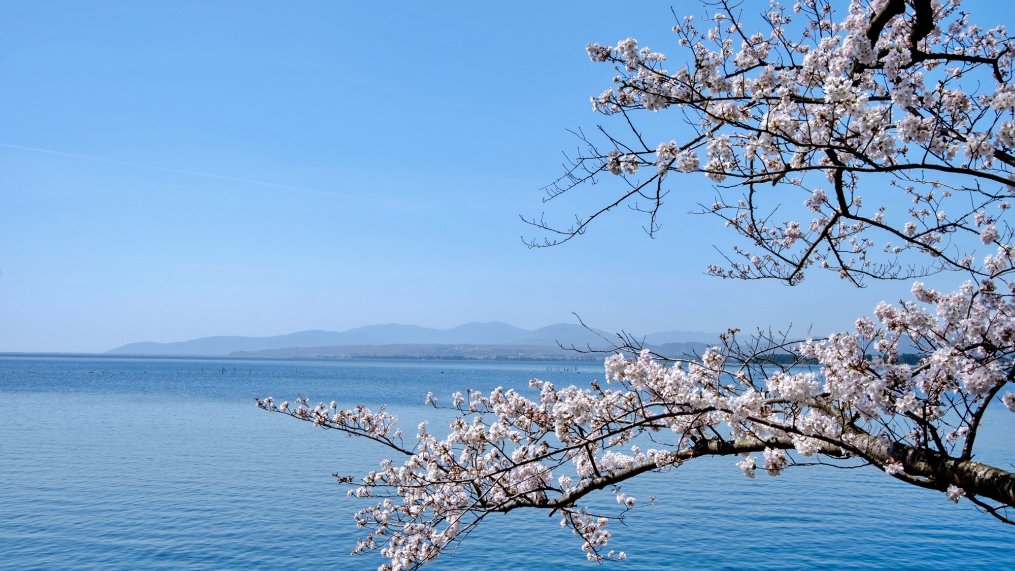 【周辺観光】海津大崎と桜