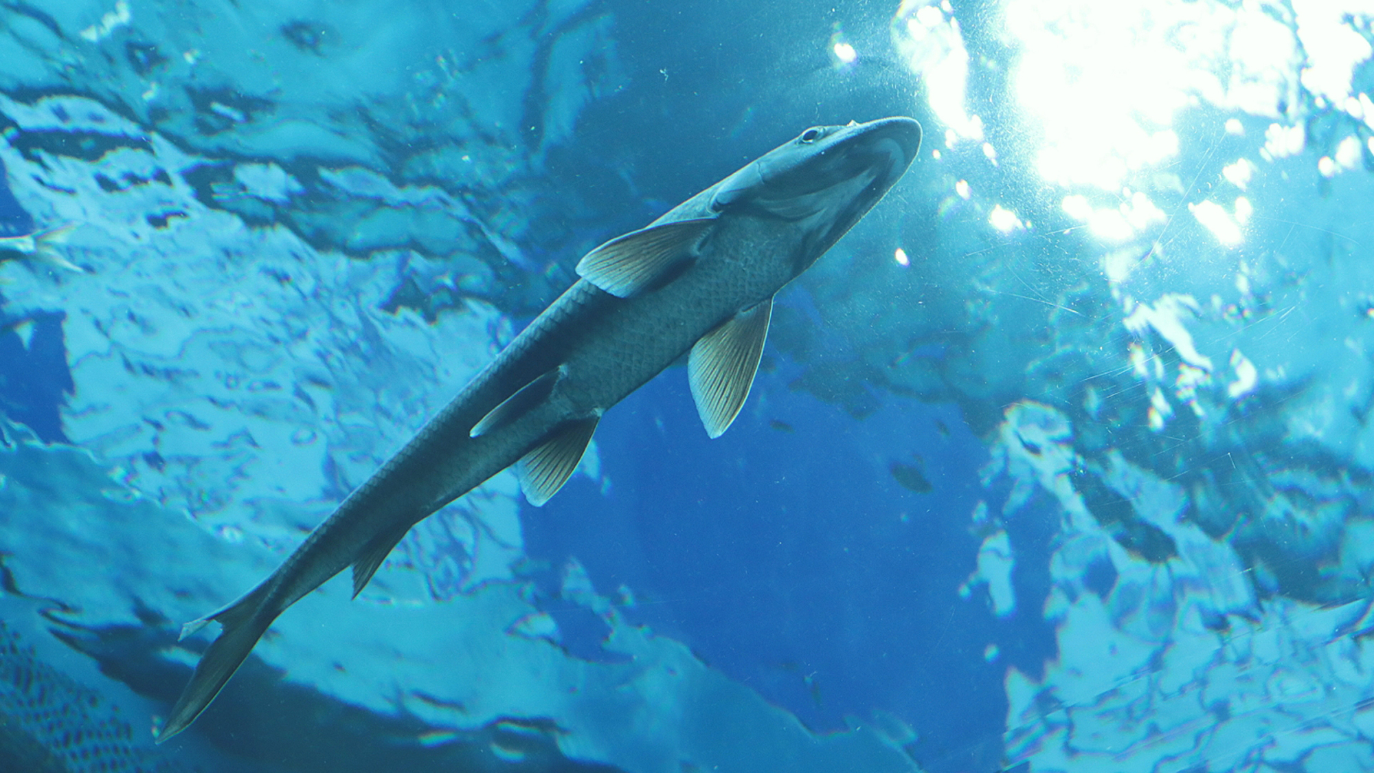 【周辺観光】琵琶湖博物館（草津）車で2７分（13.2ｋｍ）