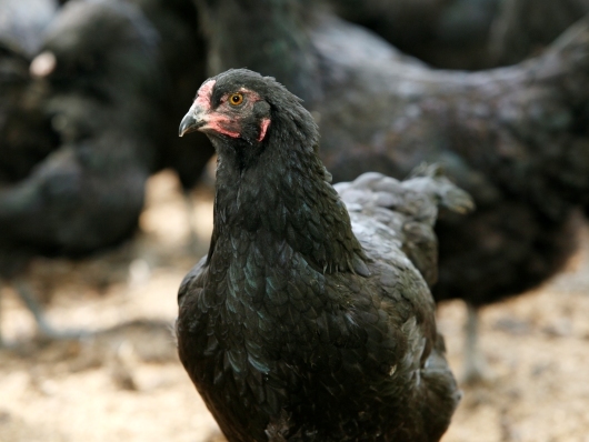 究極の駿河軍鶏と安倍山葵の美食コラボで舌鼓プラン！