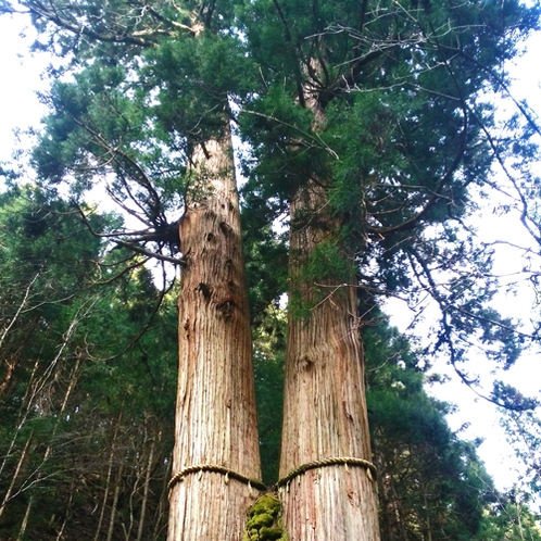 大悲山国有林にある花背の三本杉