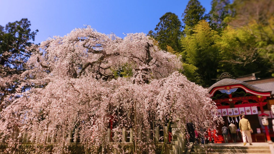 小川諏訪神社の枝垂れ桜