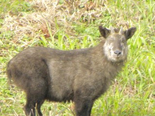 ロッジに来るニホンカモシカ　ほかニホンザル、ムササビ、ホンドリス・・・朝食の時、結構見れます！