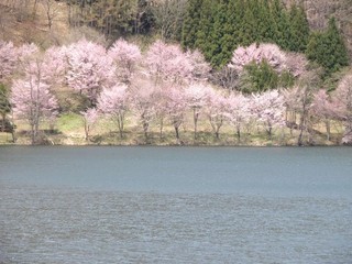 歩いて５分、中綱湖オオヤマザクラ