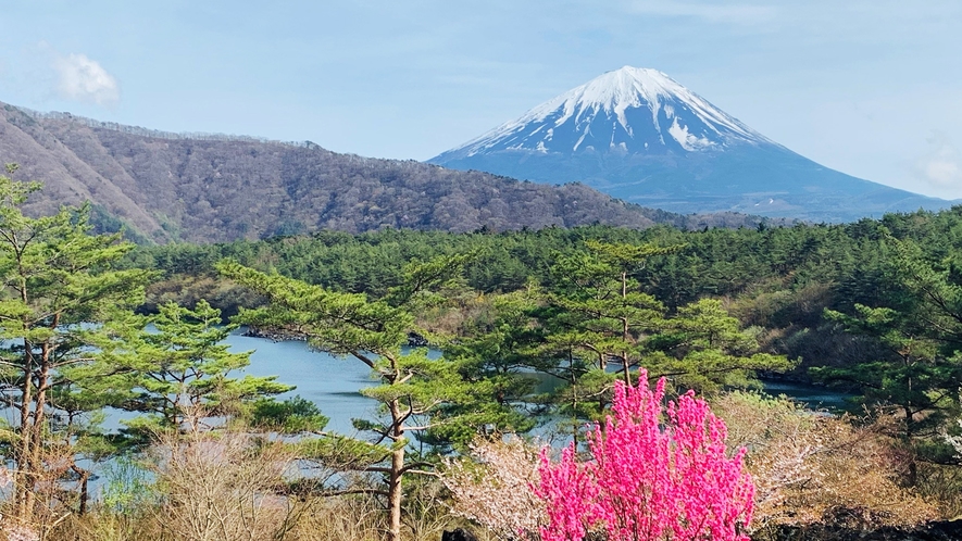西湖・樹海と共に見る雄大な富士を眺めることができます。