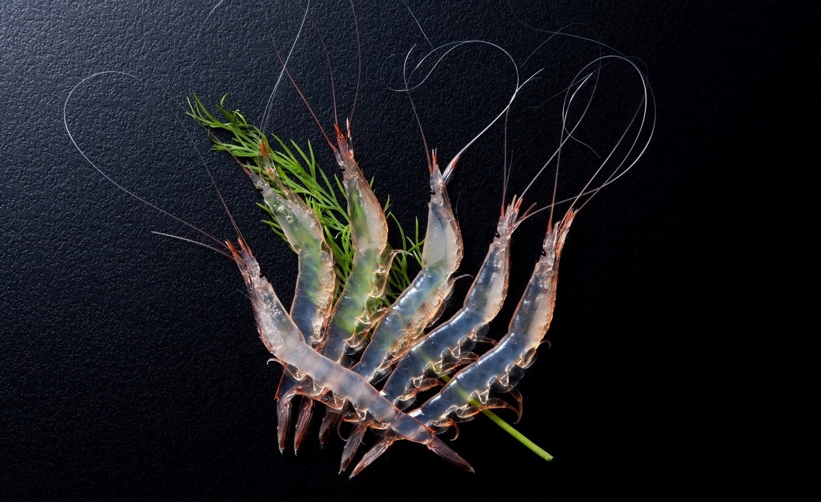 【旬魚食通／希少】富山の美食・わざわざ食べたい地元ブランド☆彡☆富山湾の宝石☆白海老三昧プラン.
