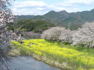 松崎の桜並木