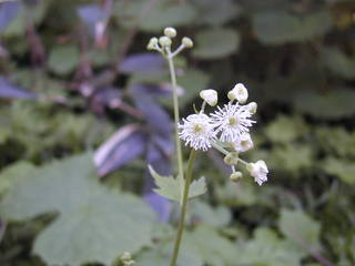 ﾓﾐｼﾞｶﾗﾏﾂ