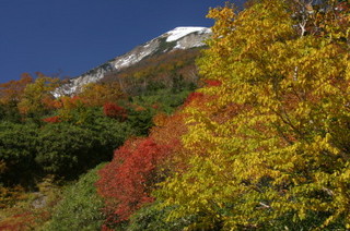ダケカンバとナナカマド