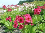 五竜クリンソウ