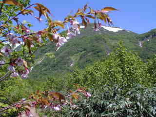 ﾀｶﾈｻﾞｸﾗ