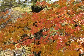 サラサドウダン