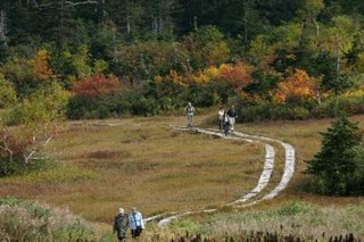 ワタスゲ湿原