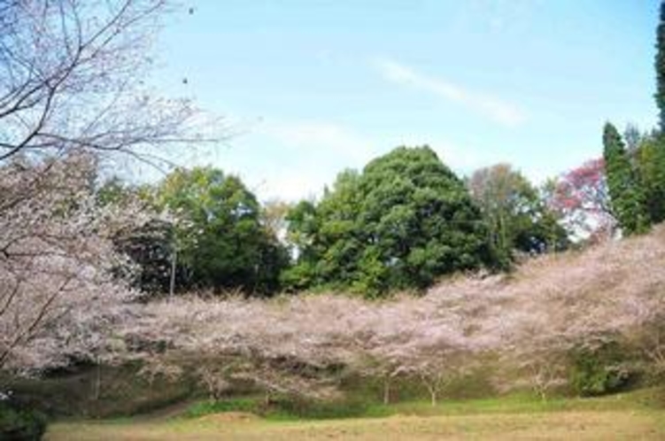 小原四季桜