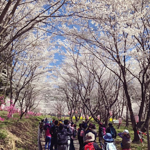 ＊信州百名山独鈷山ネイチャートレッキング／満開の桜を眺めながら信州上田の春を楽しみましょう