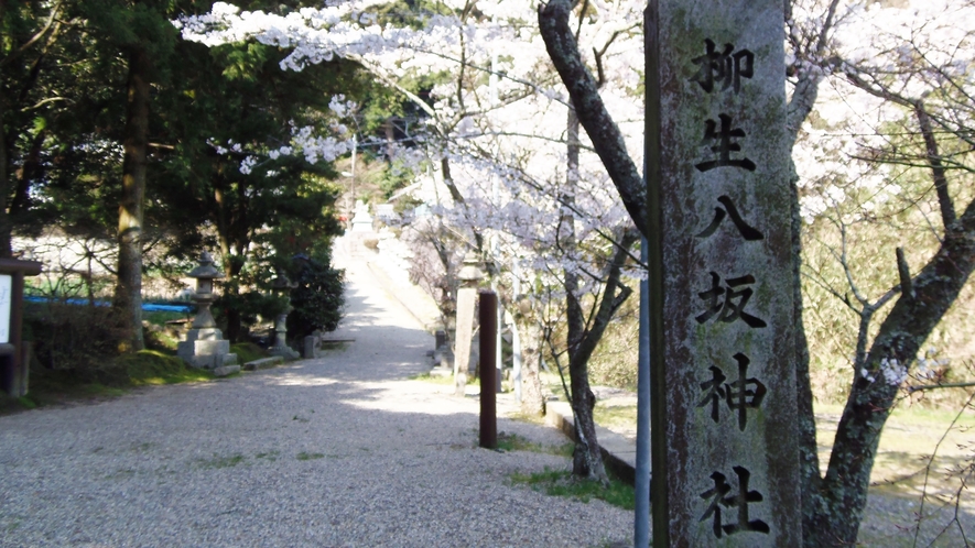 *八坂神社　桜　