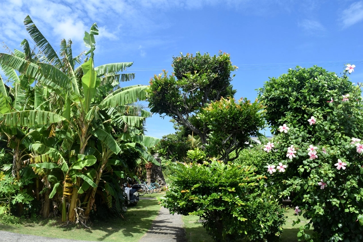 南国植物に囲まれている中庭