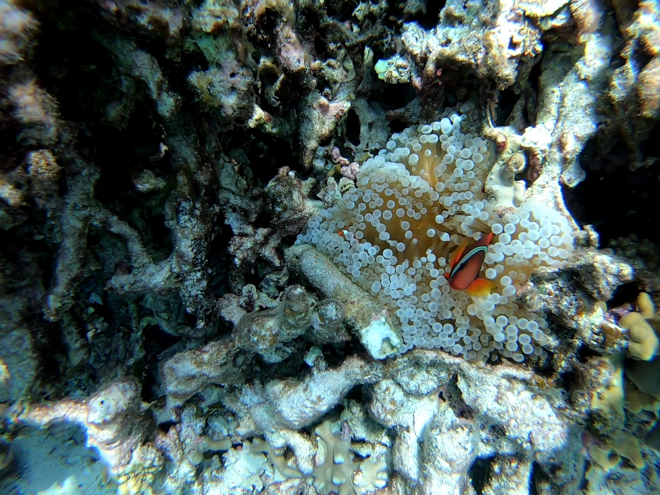 カクレクマノミとイソギンチャク