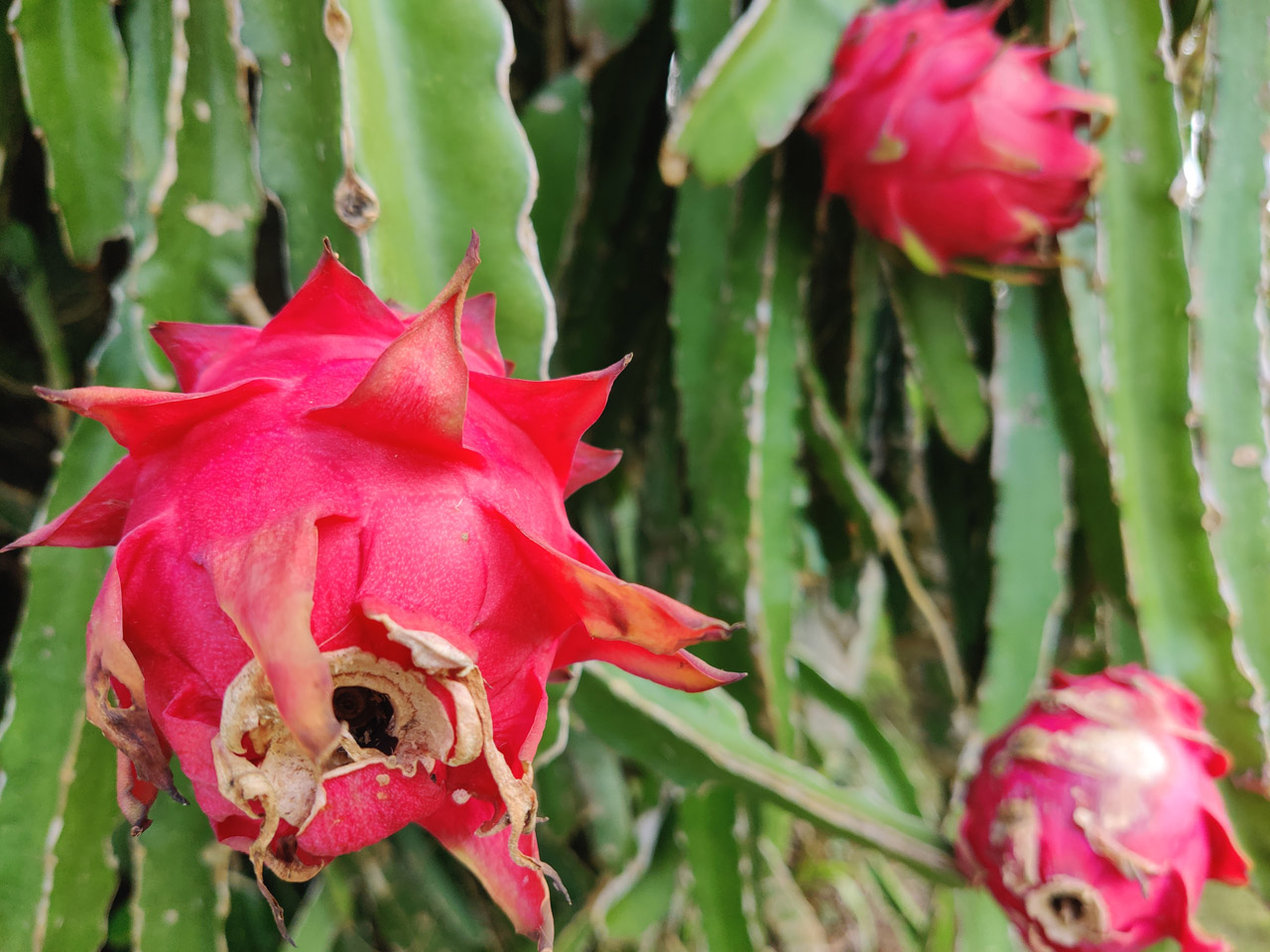 ドラゴンフルーツ