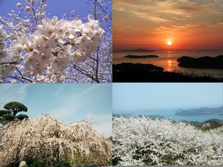 枝垂桜と朝日