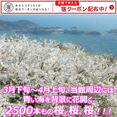3月下旬～4月上旬、当館周辺には、青い海を背景に花開く2500本もの桜、桜、桜！！！