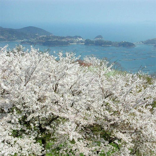 青い海を背景に花開く2500本もの桜、桜、桜！！！