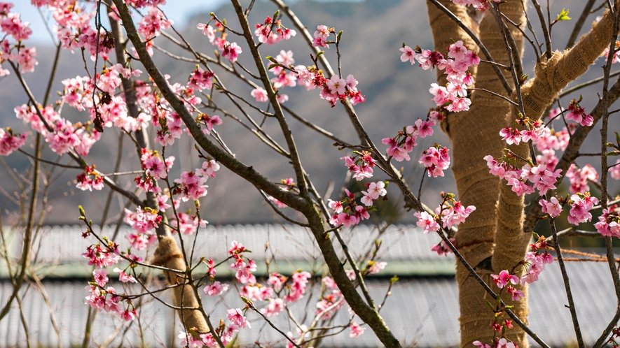 由布院 梅園 GARDEN RESORT