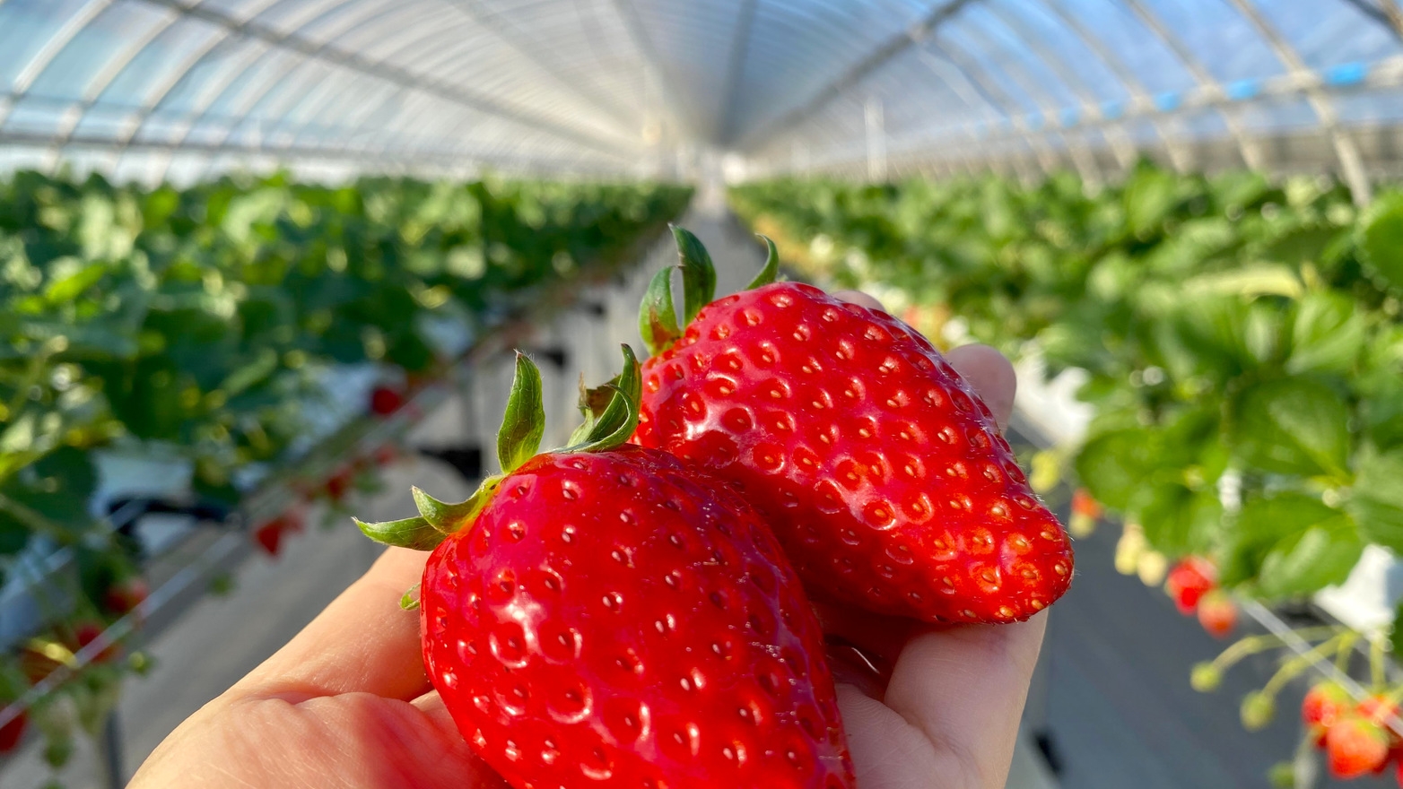 【冬の伊豆の国】スタッフ厳選の観光スポットで満喫！1泊2食バイキングプラン