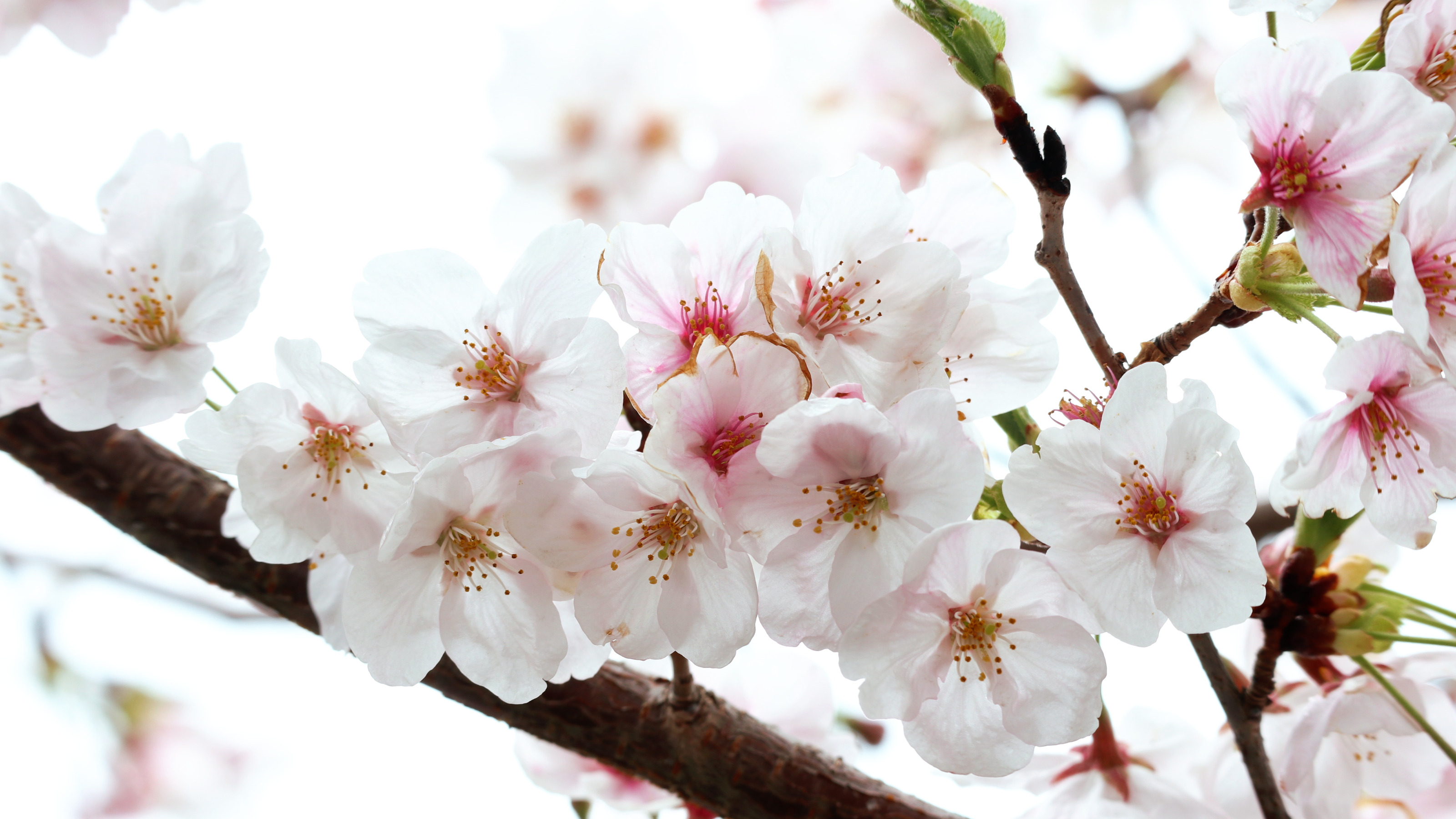 【周辺観光】狩野川の桜