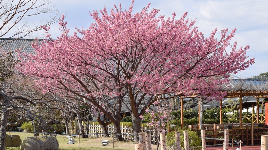 【周辺観光】土肥桜