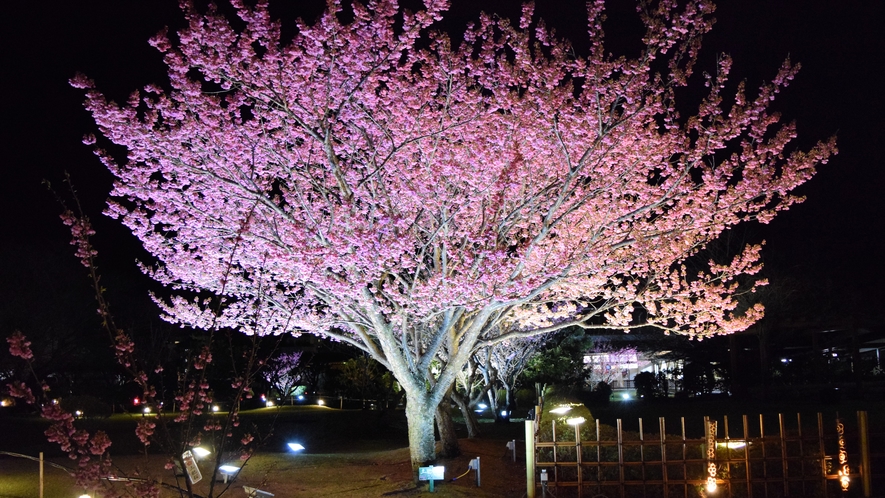 【周辺観光】ライトアップされた土肥桜