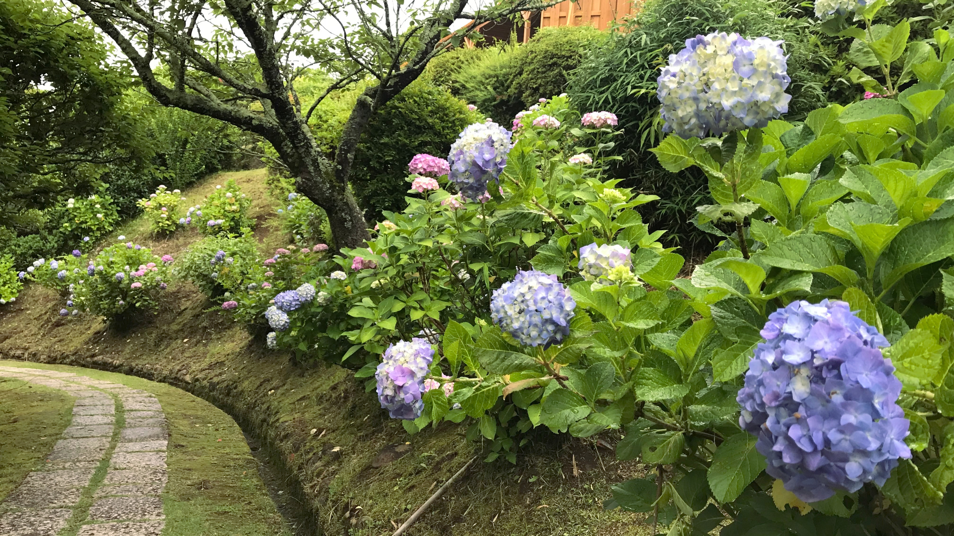 大仁ホテル　日本庭園内　アジサイ