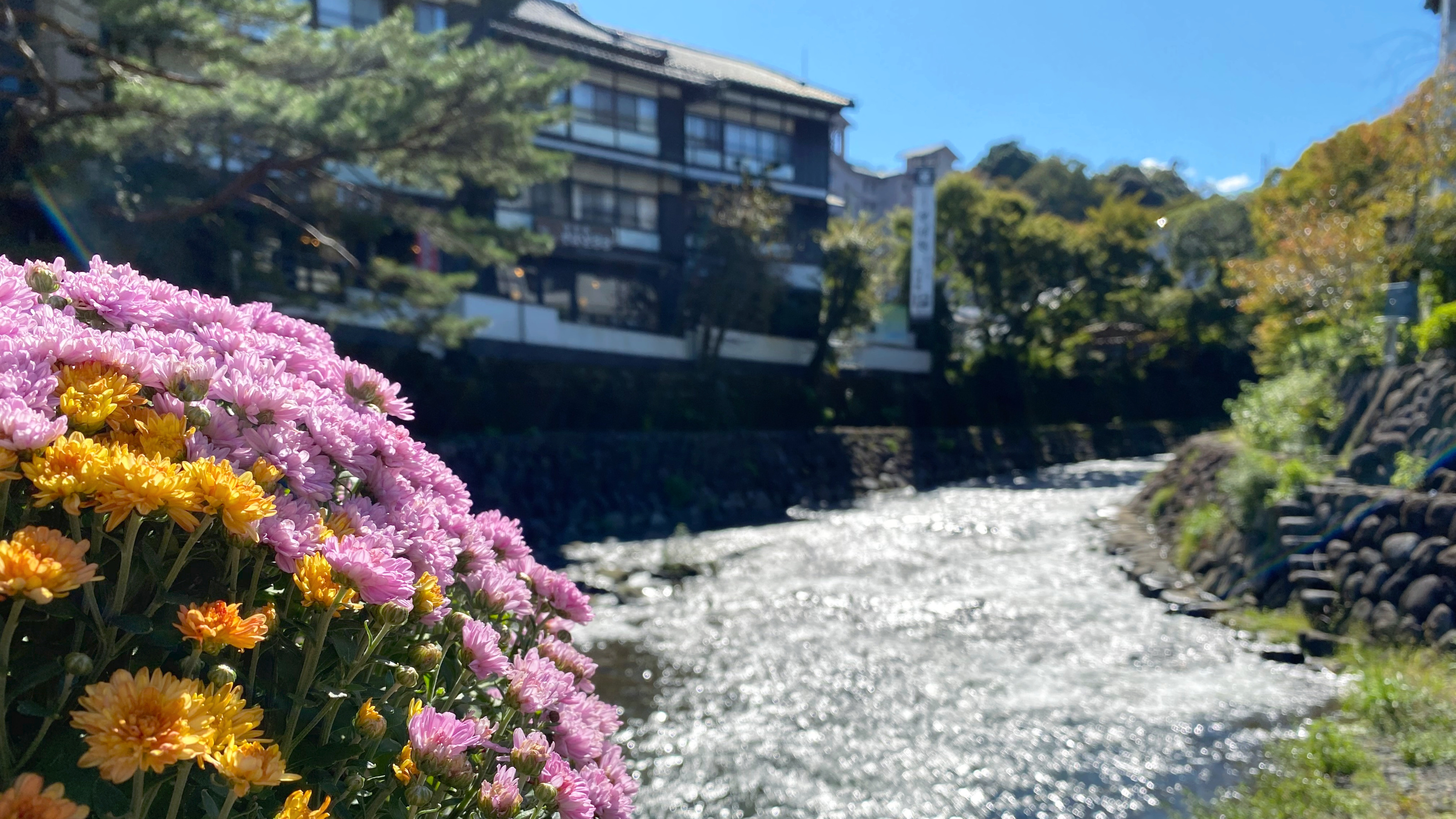 修善寺温泉街　菊まつり